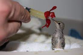 They also have a sharp curved hook at the end of their beak to help them break through the eggshell. Baby Hummingbird Facts Hummingbirds Plus