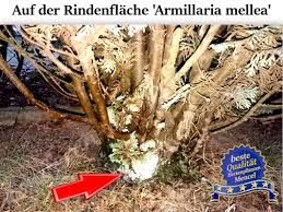 Image result for kabatina thujae