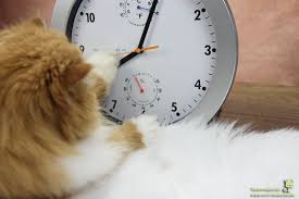 Große mehrheit der deutschen für normalzeit! Zeitumstellung Bei Katzen Taubertalperser