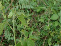 Image result for Acalypha lanceolata
