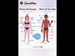 Learn useful names of human body parts in english with pictures and examples to improve and enhance your vocabulary words. Woman Body Parts Name Youtube