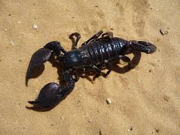Black Scorpion 1080p 2k 4k 5k Hd Wallpapers Free Download Wallpaper Flare The best selection of royalty free scorpion wallpaper vector art, graphics and stock illustrations. black scorpion 1080p 2k 4k 5k hd