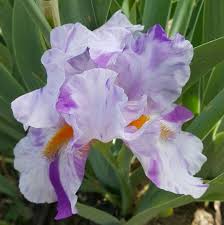Hit And Miss Macro Photography Flowers Iris Flower Beauty