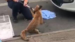 Letchworth Garden City fox survives 12-hour car grille ordeal - BBC News