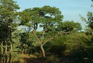 Image result for Burkea africana