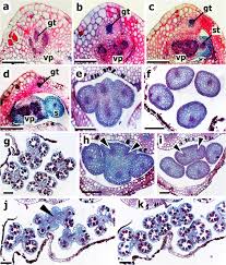 Image result for Hypolytrum goetghebeur