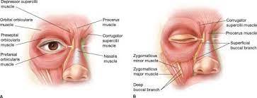 Pin On Anatomia