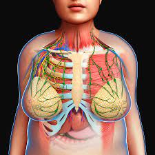 Sixteen + sets of chest exercises with very little or no results aside from pain and tenderness within the front of. Female Chest Anatomy Photograph By Pixologicstudio Science Photo Library