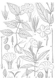 Image result for Ruellia praetermissa