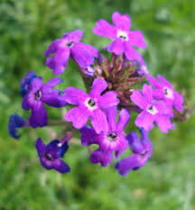 Image result for Verbena × teasii