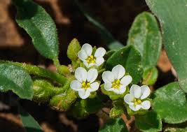 Image result for Limeum viscosum