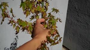 Long ago in the country of japan lived an emperor named takakura no in. How To Deal With Sunburn Japanese Maple Leaves By Deleafing Defoliate Youtube