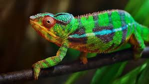 Here S Why Chameleons Actually Change Color It S Not For Camouflage Lizard Chameleon Lizard Geek Stuff