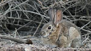 So is best kept away from them. A Deadly Virus Is Killing Wild Rabbits In North America Science Aaas