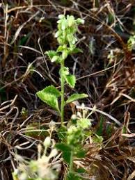 Image result for Blumea axillaris