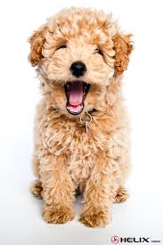 Black And White Names For Dogs Poodle Comes In Three Varieties Standard Poodle Miniature Poodle And Toy Poodle Colors Are Black White In 2020 Girl And Dog Girl Dog Names Popular Girl Dog Names