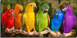 rainbow parrots pet birds animals beautiful cute animals