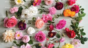 Maybe you would like to learn more about one of these? Julia S Rose Florist With Flowers