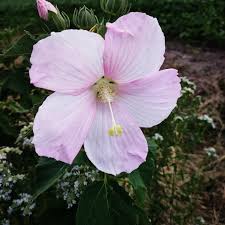 Image result for Hibiscus mechowii