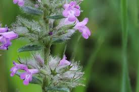 Image result for Micromeria imbricata