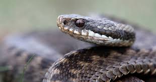 Namnen på huggorm (vipera berus) från det latinska namnet vipera som just betyder huggorm. Huggorm