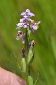 Image result for Brachycorythis buchananii