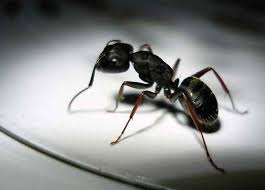 Is a full service pest control company providing the following pest services in santa fe nm and in albuquerque as well. The Bugman Ants In Your Pants