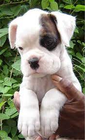 White American Boxer Dog Puppy So Cute Kaufmannspuppy Boxer Puppies Boxer Dog Puppy Boxer Dogs