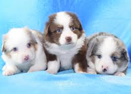 What is the standard size of an australian shepherd? Misty S Toy Aussies Home Facebook