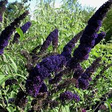 Image result for buddleia davidii