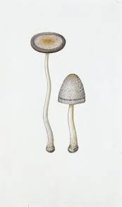 Image result for Coprinus lagopus