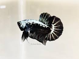 The fry are much bigger now and they can eat grindal worms. Facebook