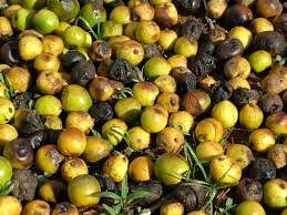 Image result for Gmelina