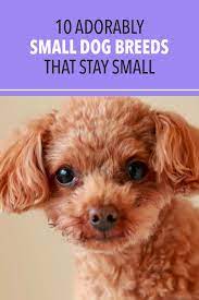 10 Adorably Small Dog Breeds That Stay Small Puppies That Stay Small Cute Small Dogs Small Dog Breeds