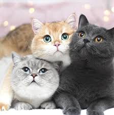 Vehicles shown are from a combined online inventory and may not physically be available at the location nearest you. World Of Kitten Online Store Kitten Online Store World Guzel Kediler Sevimli Kediler Komik Hayvan