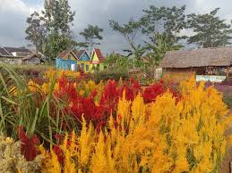 Namun kali ini ada yang berbeda, bukan pantainya melainkan bunganya. Kedungsoka Berkarya Wisata Taman Bunga Kampung Jambu Pandeglang