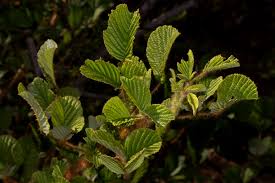Image result for Rubus ellipticus