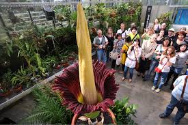 The talipot palm, corypha umbraculifera, has a larger inflorescence, but it is branched rather than unbranched. The Corpse Flower Description Life Cycle Facts