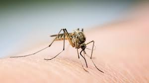 Wnv is commonly found in africa, europe, the middle east, north america and west asia. West Nile Virus In Lucas County Mosquito Pool Wtol Com