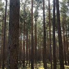 Sunday In The Woods Olaf Salie Bjorn Kroner Salie