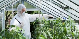 Stropirea pomilor fructiferi primavara 2 0 1 8 confidor oil,funguran. Zeama Bordeleza Cum Se Prepara Utilizare Si Beneficii Sfatul Gradinavesela Ro