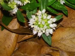 Image result for Spermacoce ruelliae