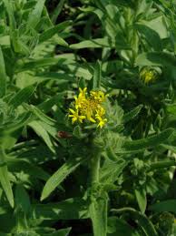 Image result for Bothriocline glomerata