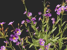 Image result for Mimulus gracilis