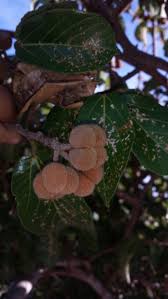 Image result for Grewia glandulosa