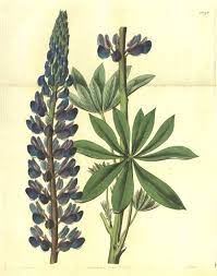 Hortus Camdenensis Lupinus Polyphyllus Lindl Plant Sketches Vintage Botanical Prints Lupine Flowers