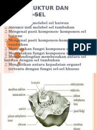 Maybe you would like to learn more about one of these? 2 1struktur Dan Fungsi Sel