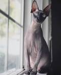 Peach Fuzz Sphynx in Upland | Peach Fuzz Sphynx Upland, CA ...
