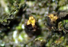 Image result for Ficalhoa