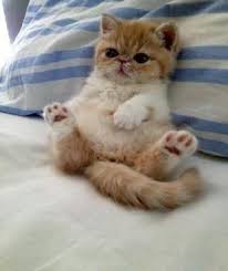 Sekian pembahasan mengenai kucing exotic shorthair, semoga dapat menjadi referensi bagi anda yang ingin atau sedang memelihara kucing exotic shorthair. Shorthair Exotic Cats